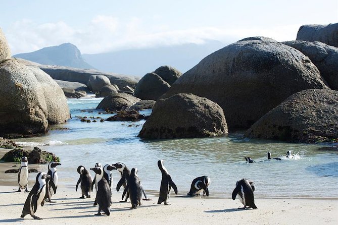 1 Day Cape Peninsula and Boulders Tour With Private Transfers - Accessibility and Booking