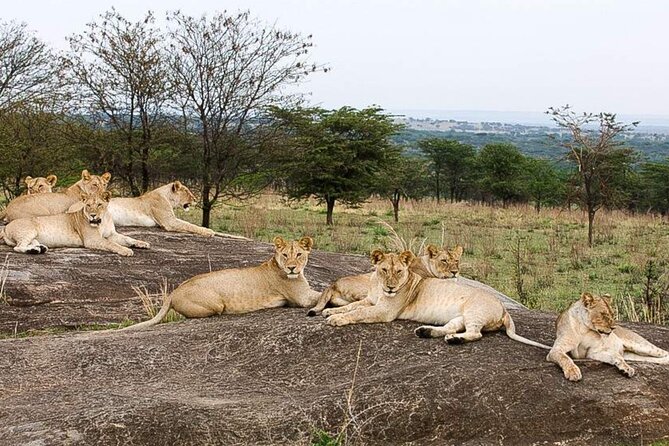 3 Day Classic, Guided Serengeti Safari - Pickup and Transportation