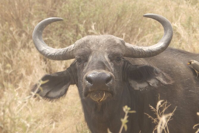 3 Day Safari From Arusha: Serengeti and Ngorongoro - Pickup and Meeting Information