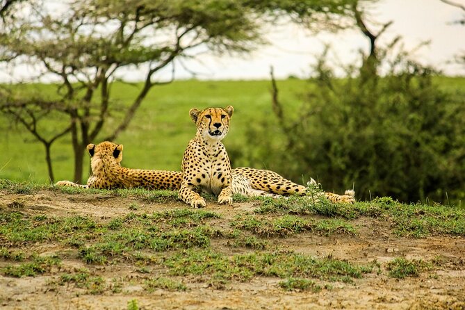 3 Days Luxury Safari Tour in Tanzania - Meeting and Pickup