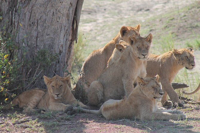 4-Day Simba Safari - Mid Range Tour - Meeting and Pickup