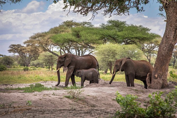 6 Days Private Budget Safari - Serengeti National Park