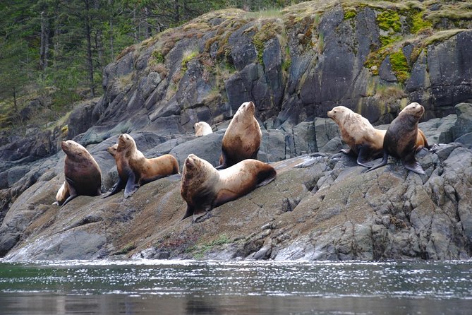 7-8 Hour Zodiac Whale Watching Tour - Wildlife Sightings