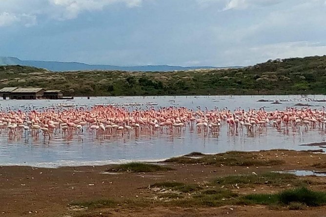 7 Days Maasai Mara - Lake Nakuru - Lake Naivasha- Amboseli Safari. - Pricing and Cancellation Policy