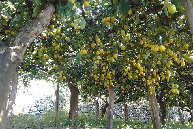 Amalfi Coast - Maiori: Path of Lemons, Tour With Tasting - Additional Information