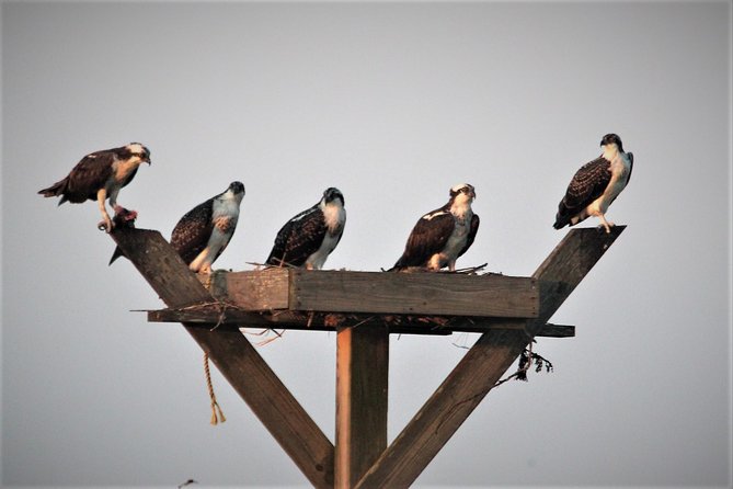 Birding By Boat on the Osprey - Tour Group Size and Duration