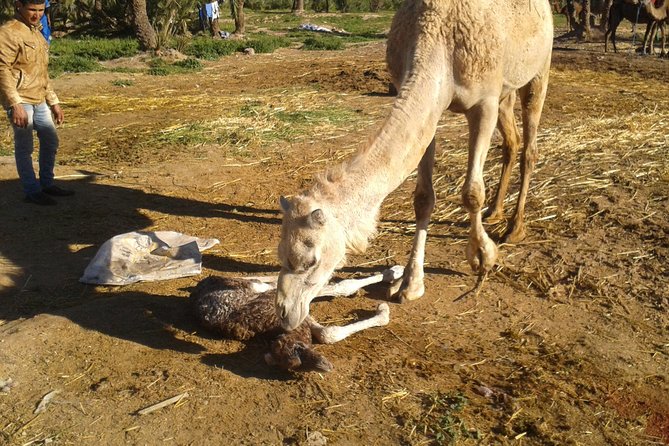 Camel Riding in Marrakech - Review Highlights