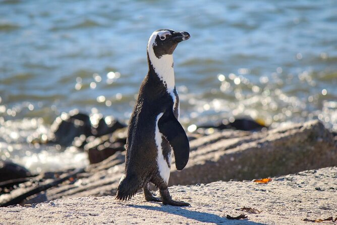 Cape Agulhas Full Day Tour - Accessibility and Accommodations