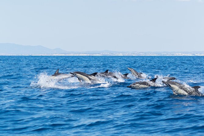 Dolphins & Caves on Rib Boat - Tour Features and Inclusions