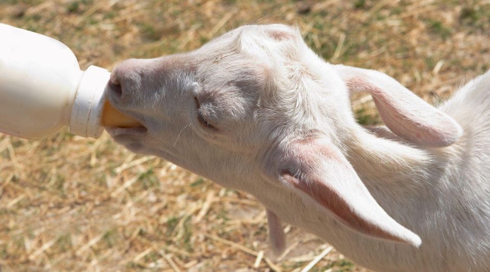 Enjoy Lunch With Pure Products From the Corfu Farm - Tour of the Farm