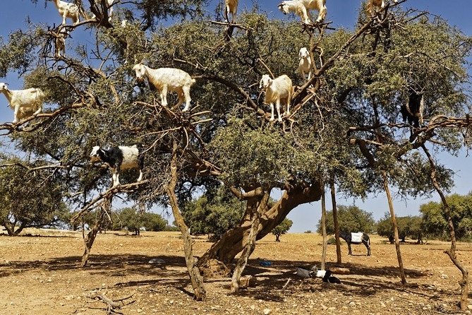 Essouira Full-Day Tour From Agadir With a Group - Accessibility