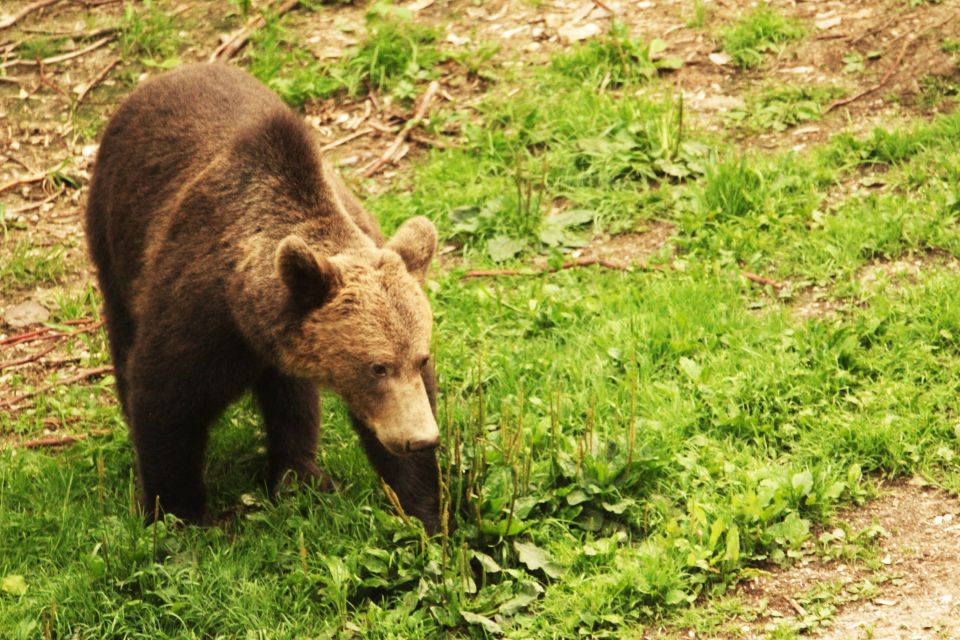 From Brasov: Small-Group Brown Bear Watching Tour - Wildlife Experience