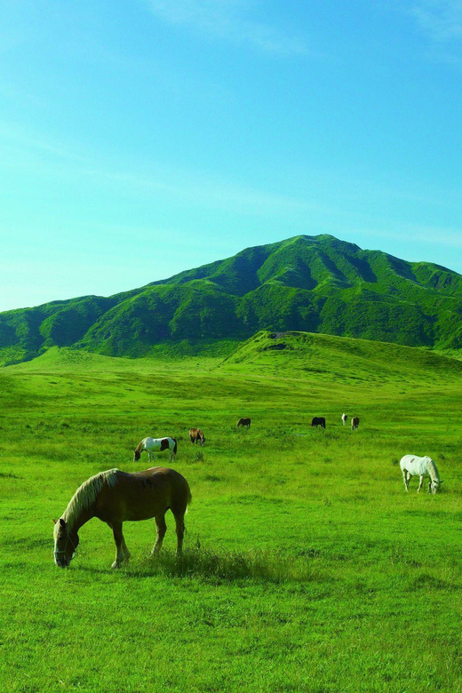 From Fukuoka: Private Customized Nature Tour of Kumamoto - Guided Experience