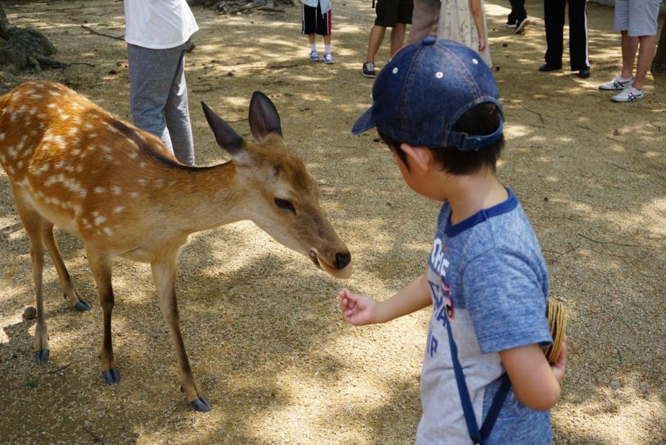 From Kyoto: Nara Guided Half Day Bus Tour - Experience and Features