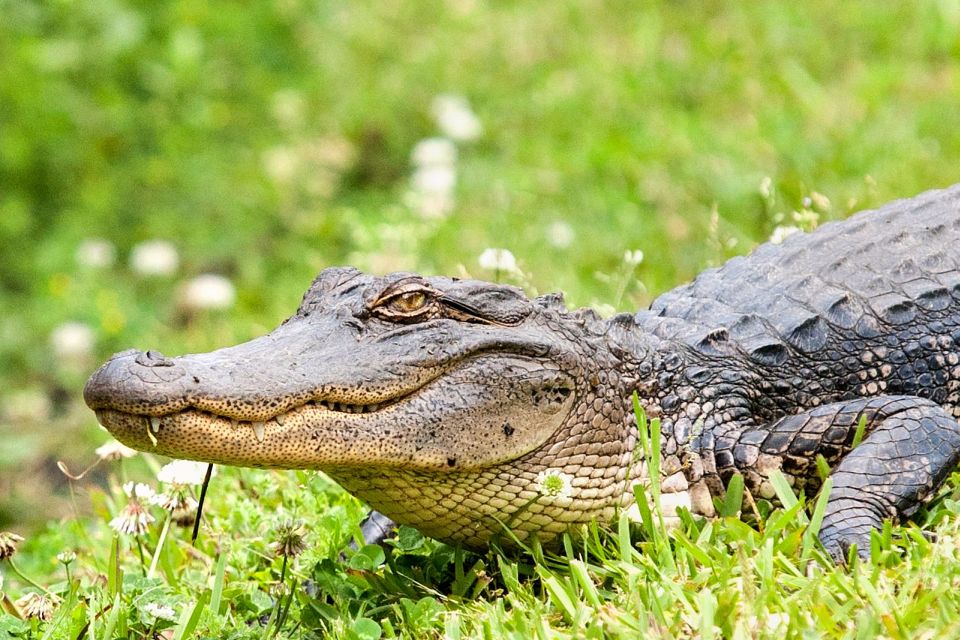 From New Orleans: Airboat Adventure Tour - Inclusions