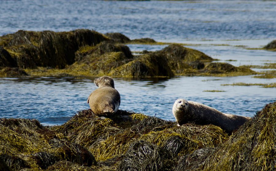 From Reykjavik: Snaefellsnes National Park - Small Group - Coastal Journey of Snaefellsnes Peninsula