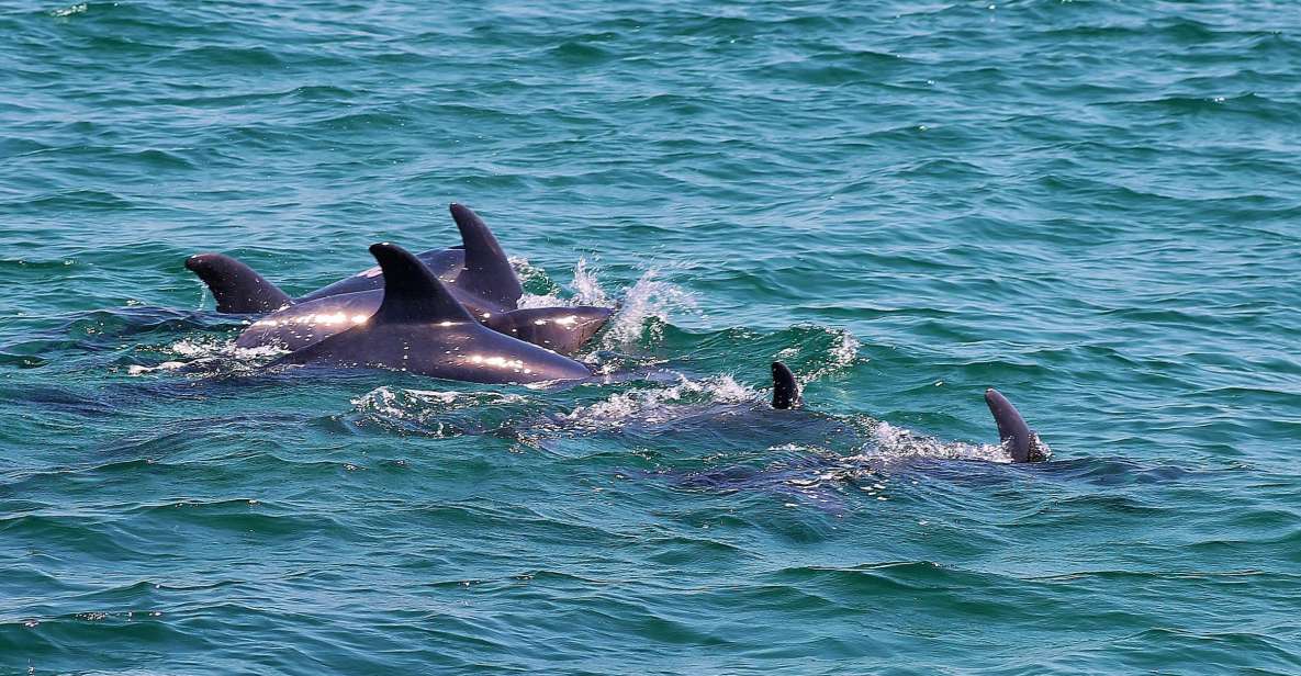 Full-Day Dolphin Watching Tour From Lisbon - Catamaran or Salt Galleon Cruise