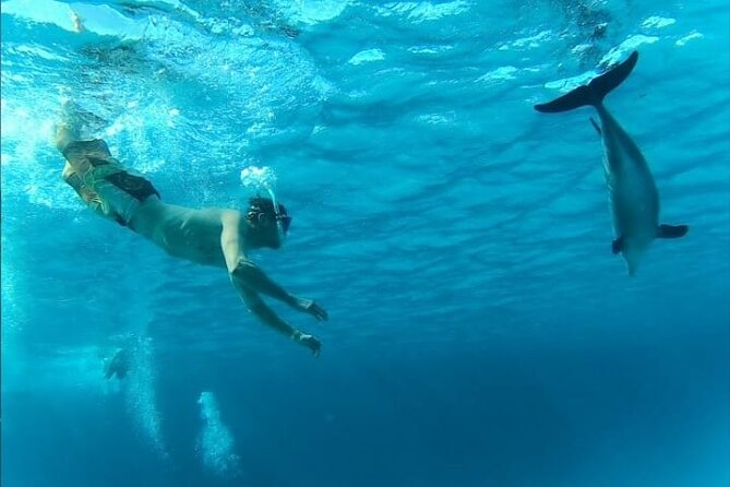 Full-Day Experience With Dolphins and Snorkeling in Red Sea - Schedule