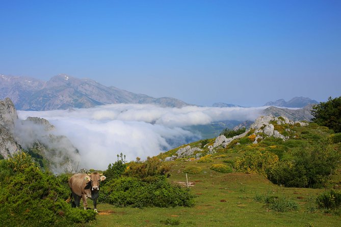 Full Day Private 4WD Tour From Santander to Picos De Europa. Excellent Meals. - Inclusions