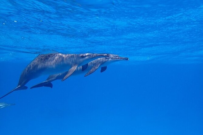 Full Day Snorkeling in Hurghada Dolphin House - Snorkeling Equipment