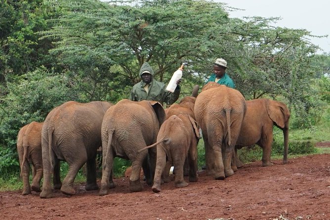 Giraffe Center, Elephant Orphanage and Beads Center - Transport and Pickup Arrangements