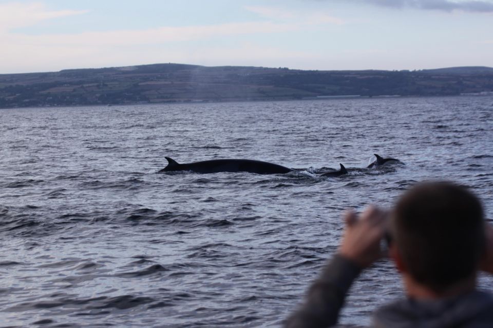 Golden Hour Boat Trip Experience - Wildlife Viewing Opportunities