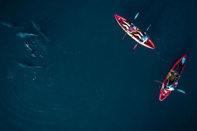 Guided Kayak 2-Hour Activity With Dolphins - Additional Information