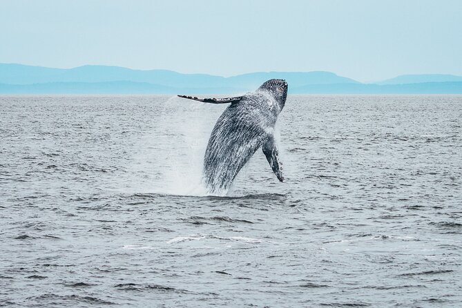 Half-Day Whale Watching Adventure From Victoria - Complimentary Offerings