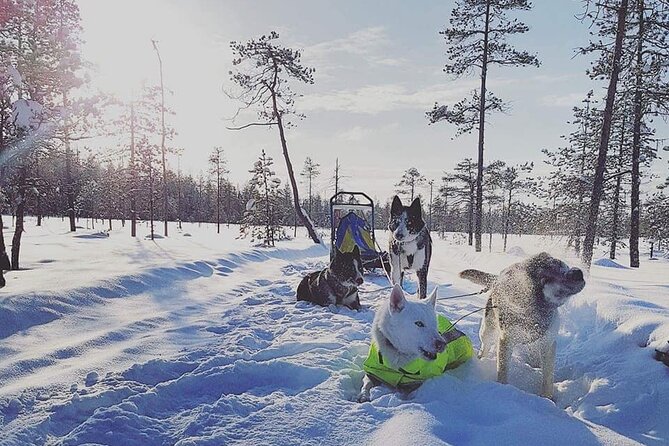 Husky Sledding Tour - Tour Timings