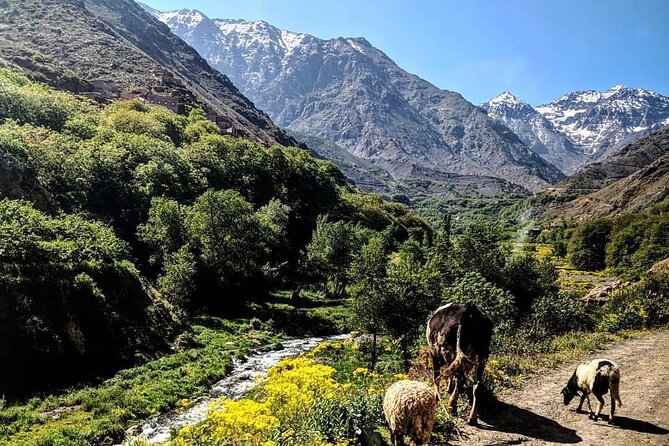 Imlil Village and Mount Toubkal Tour From Marrakech - Traveler Experiences