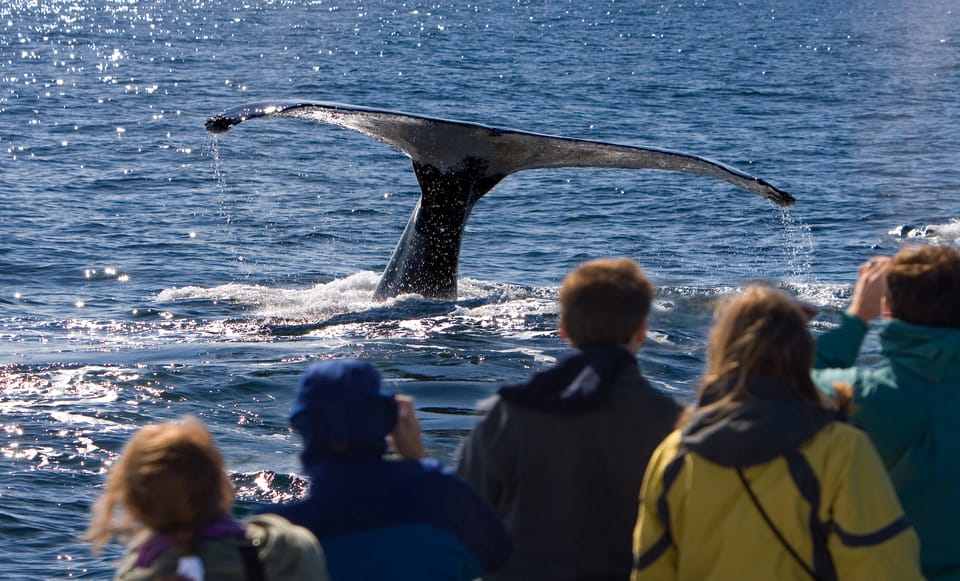 Juneau: Whale Watching and Wildlife Cruise With Local Guide - Transportation and Inclusions