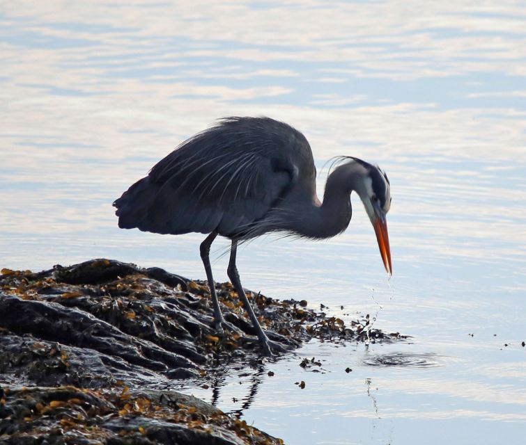 Ketchikan: Totem Pole, Wildlife & City Trolley Tour - Tour Experience