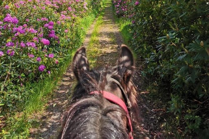 Killarney National Park Horseback Ride. Co Kerry. Guided. 2 Hours. - Suitability and Accessibility