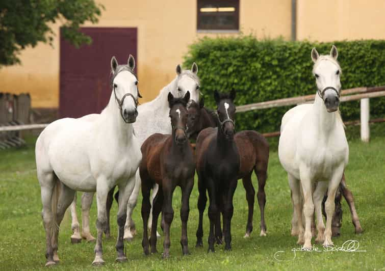 Köflach: Lipizzaner Stud Farm Visit - Breeding Collaboration