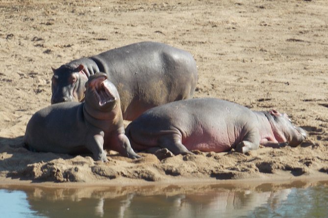 Kruger National Park - Private Sunrise Half Day Safari Trip. - Meeting and Pickup