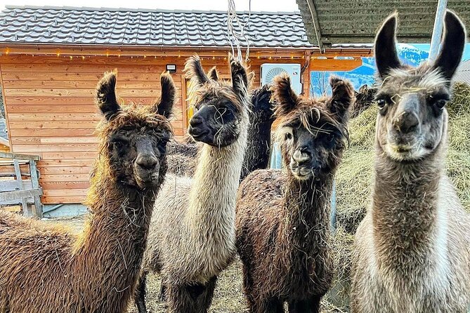 Llama Hike Through the Wonderful Liechtenstein Mountains - Llama Hike Highlights