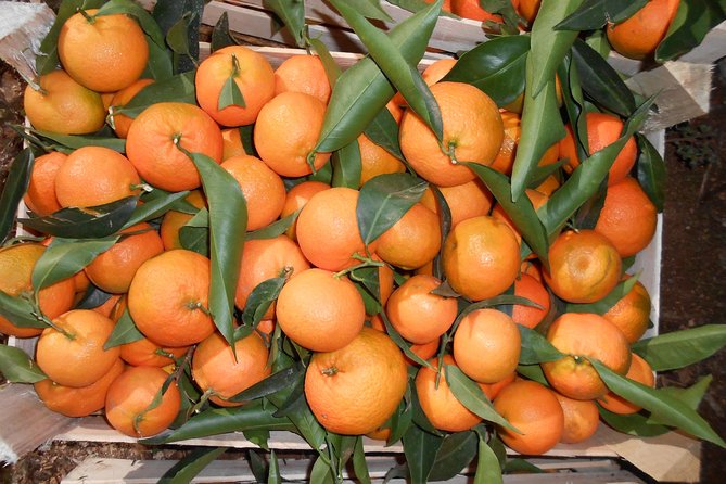 Mandarina Farming Tour With Food and Drink Tasting in Albania - Meeting and End Points