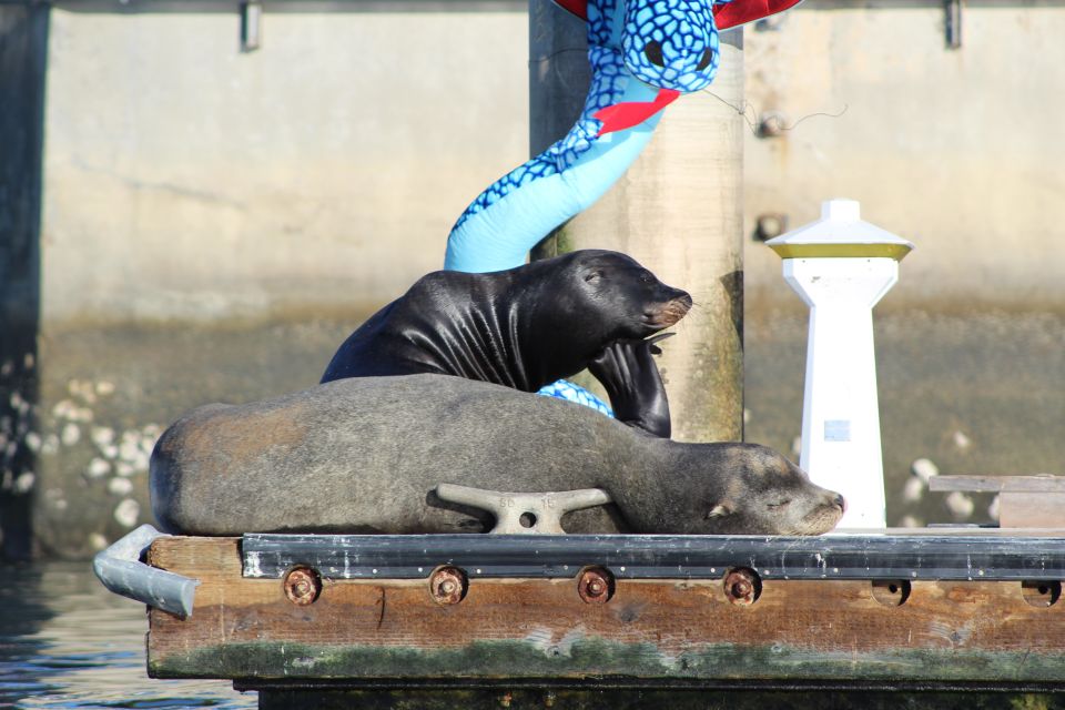 Marina Del Rey: Kayak and Paddleboard Tour With Sea Lions - Experience Details