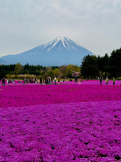 Mount Fuji and Lake Kawaguchiko With Pick-Up & Drop-Off - Transportation and Accessibility