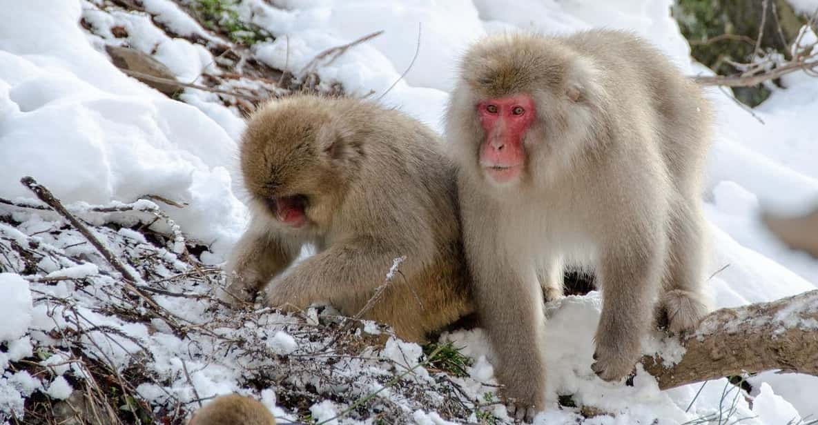 Nagano: Snow Monkeys, Zenkoji Temple & Sake Day Private Tour - Experience and Attractions