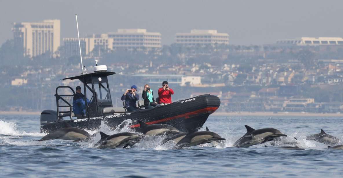 Newport Beach: Ultimate Whale Watching Adventure - Highlights of the Tour