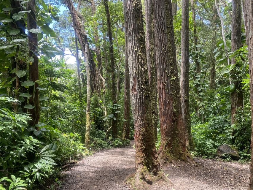 Oahu: Mānoa Falls Trail Hiking Shuttle - Hiking Experience