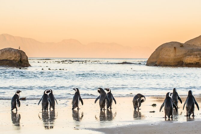 Penguin Encounter Boulders Beach Half Tour Day From Cape Town - Traveler Reviews