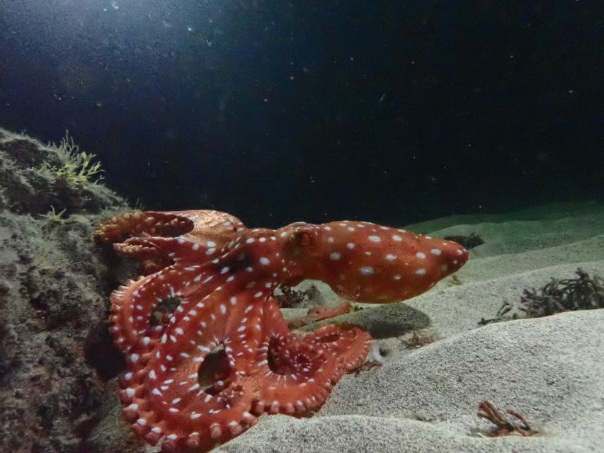 Porto Santo: Private Night Snorkeling Tour - Group Size and Languages