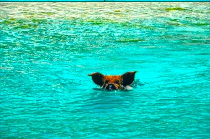 Private Swimming With Wild Pigs in Exuma - a Taste of Paradise! - Booking Information