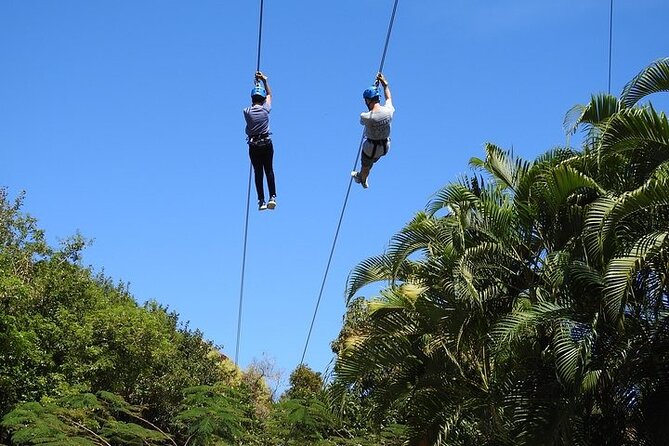 Rainforest Zipline in Foothills of the National Rainforest - Activity Details