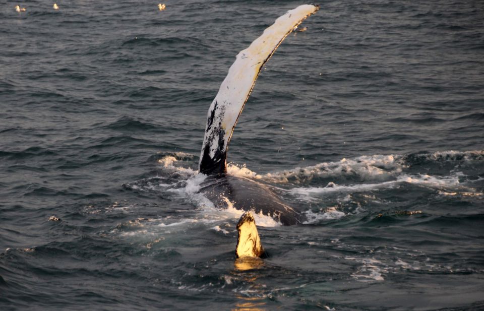 Reykjavik: Midnight Sun Whale Watching Cruise - Custom-built Boat for Comfort