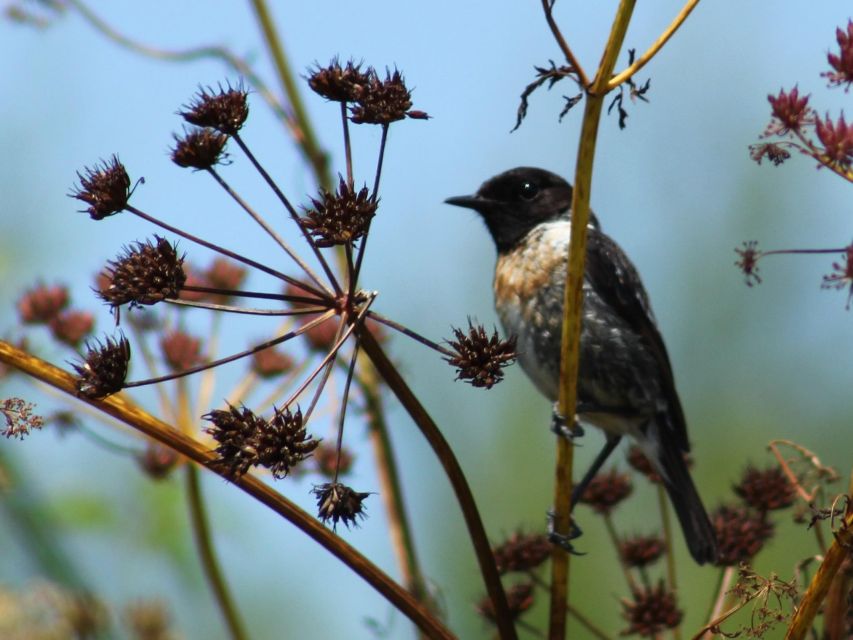 Ria De Aveiro: Birdwatching Tour (Full Day) - Guided Birdwatching