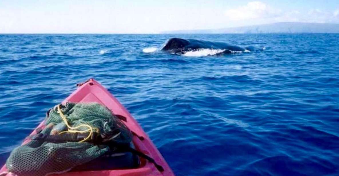 South Maui: Whale Watch Kayaking and Snorkel Tour in Kihei - Tour Details