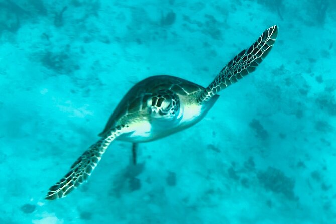 St. John Luxury Catamaran Turtle Snorkel and Cays Full Day - Ledges of Little St. James